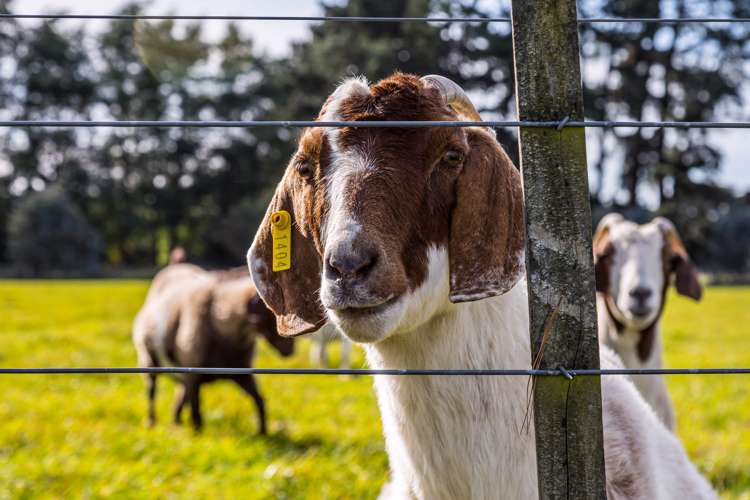 23 Settlement Road Greytown_13