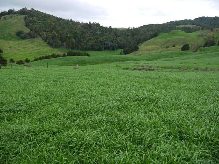 259 Waimata Road Dargaville Surrounds_19