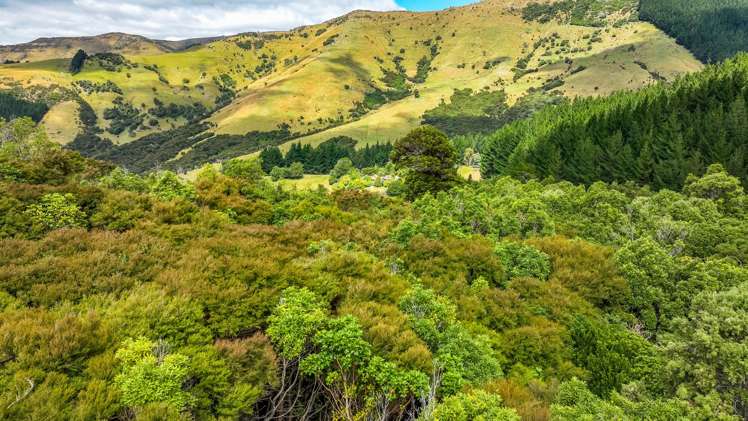 1467 Western Valley Road Port Levy_5