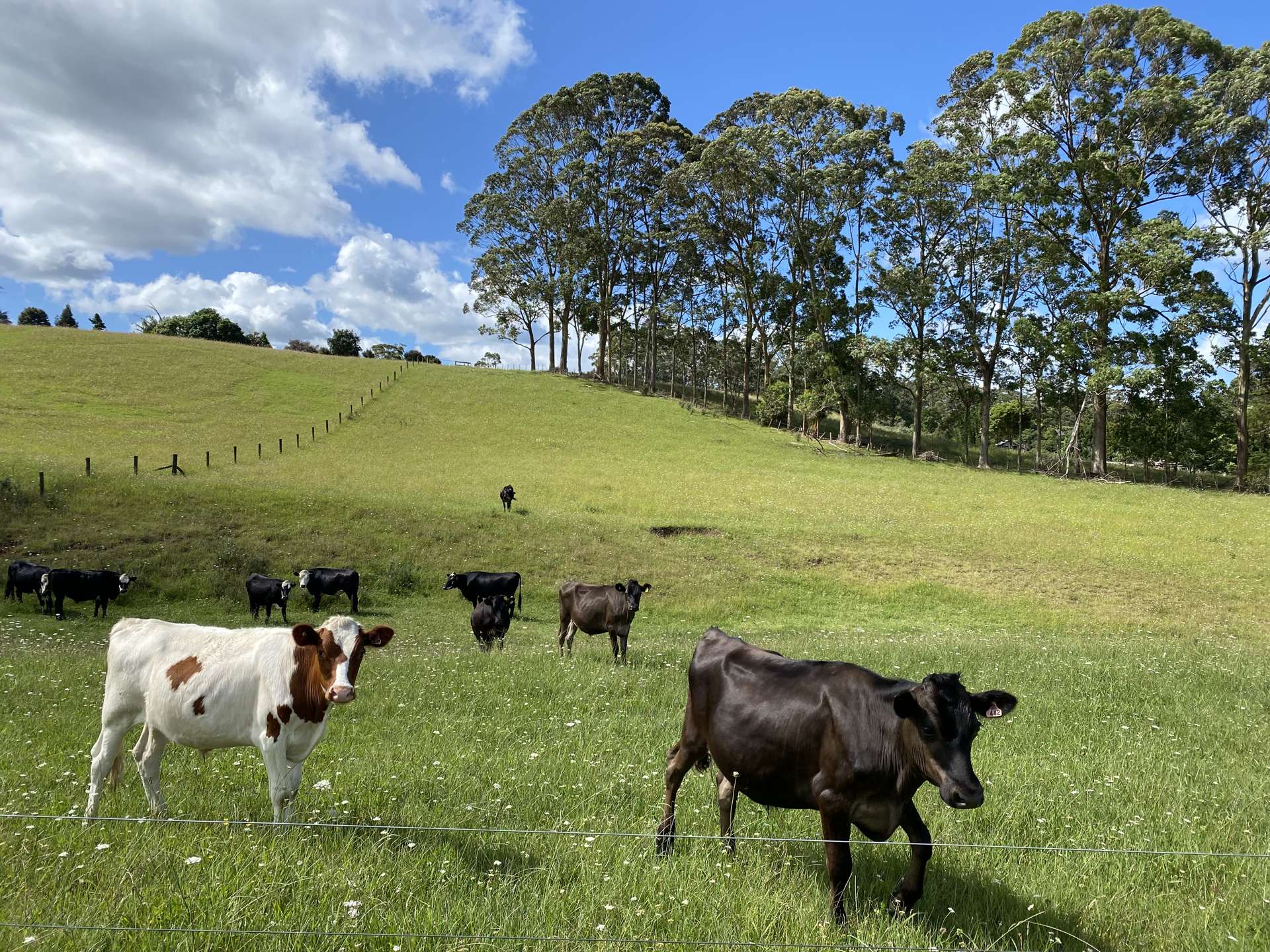 Lot 3/105 Pungaere Road Kerikeri_0