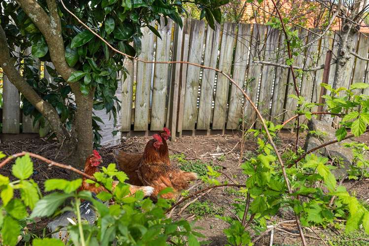 2 Sanders Avenue Morrinsville_16