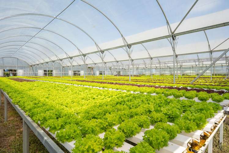 16 Lupton Street Waverley_6