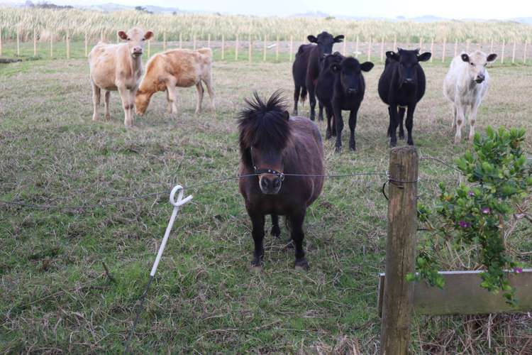 57 Pouto Road Dargaville_31