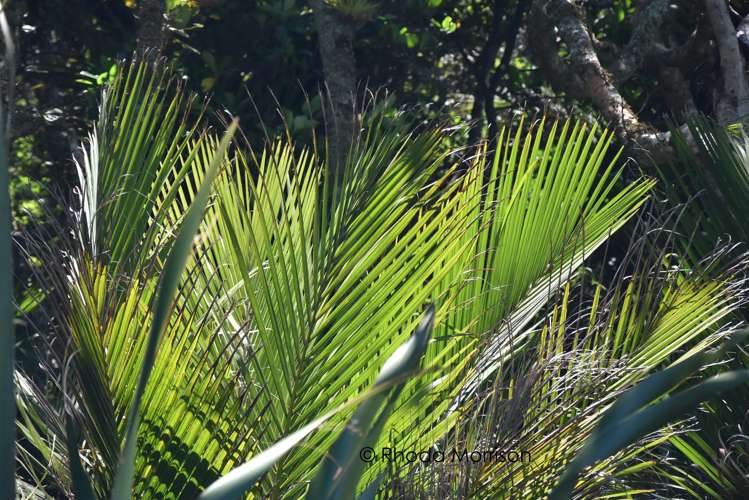 435 Heatley Road Whakapirau_20