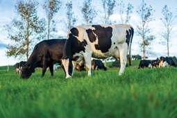 Flight to quality in dairy property sector