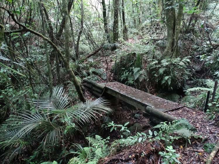 851 Wright Road Aongatete_16