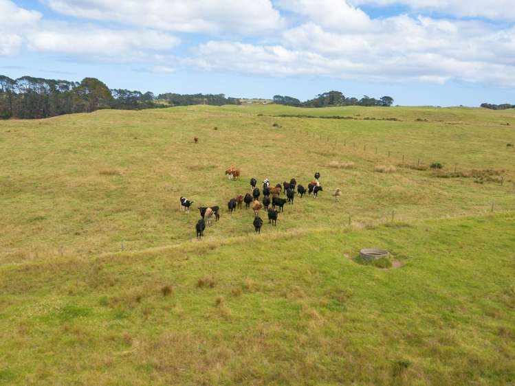 455 Mt Wesley Coast Road Dargaville_15