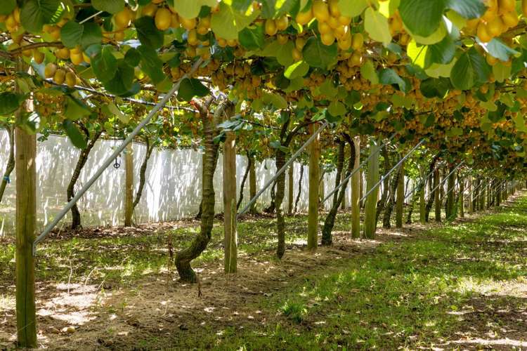 140C Wharawhara Road Tahawai_13