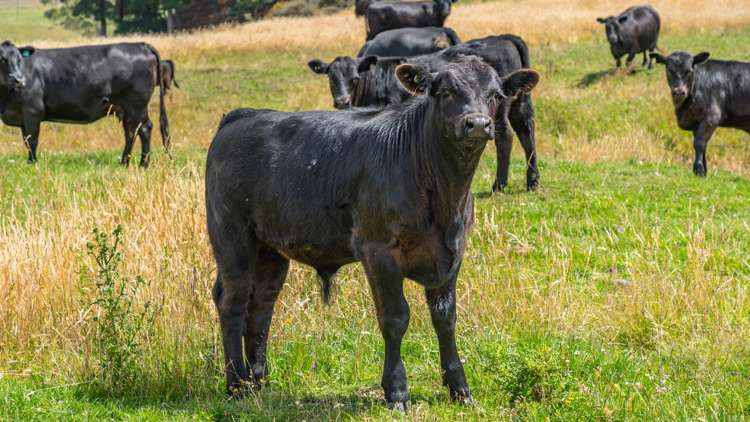 2 Cotswold Road Omihi_19