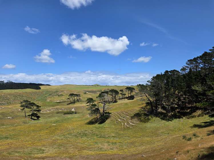 Mount Wesley Coast Road Dargaville_4