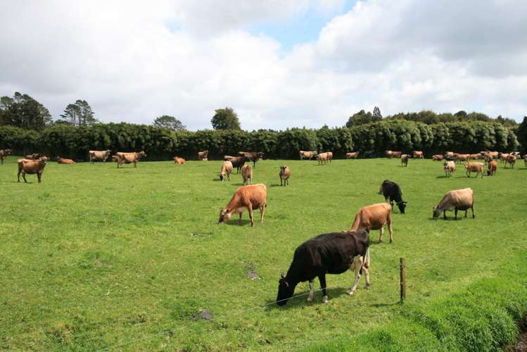 1996 Egmont Road Inglewood_1