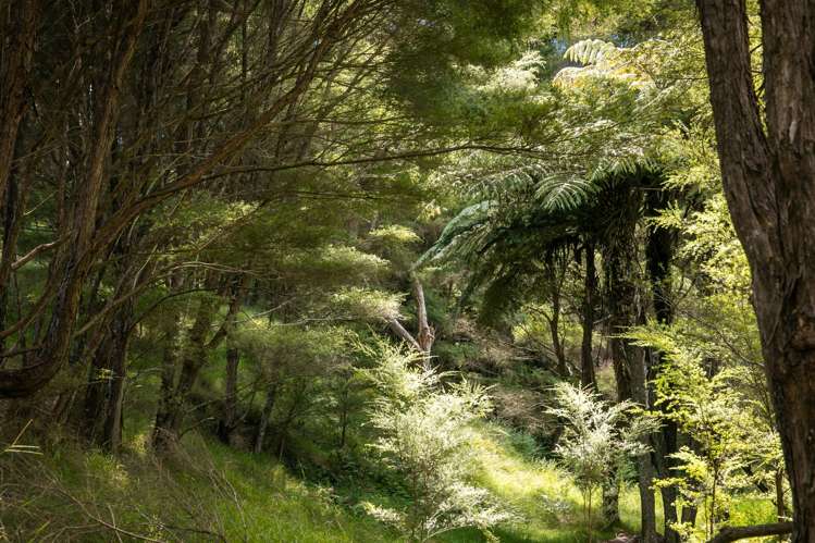 49 Mangotahi Road Thames_28