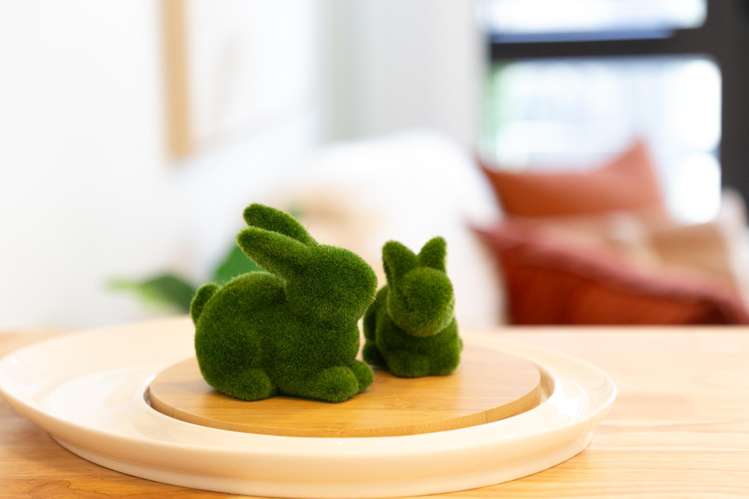 905/96 Symonds Street Grafton_6