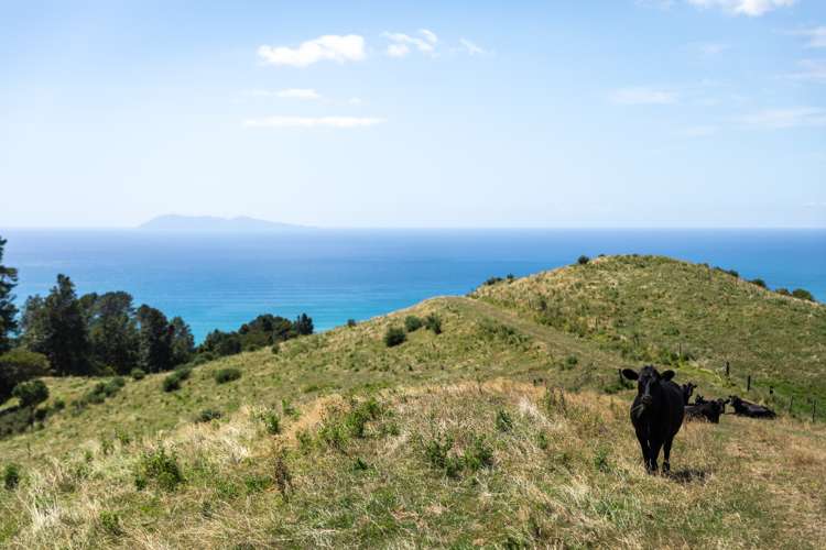 31 Ngatitangata Road Waihi_10