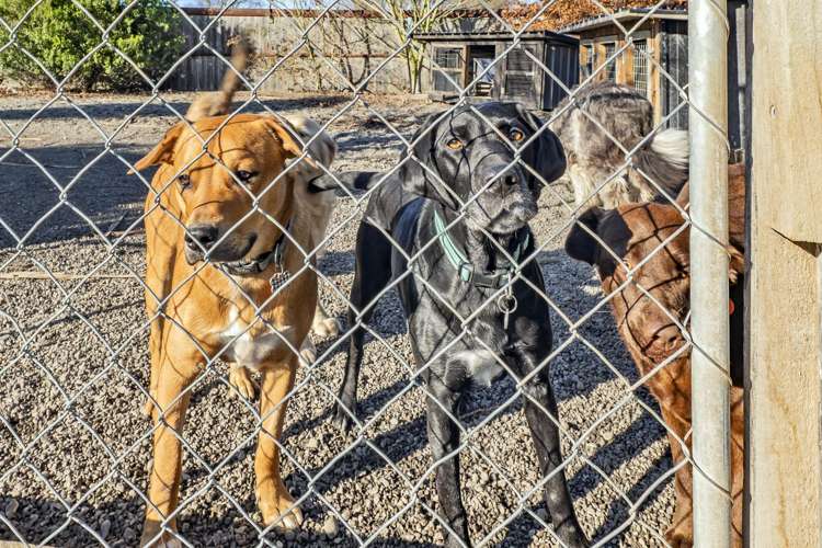 8A Manse Street Hampstead_25