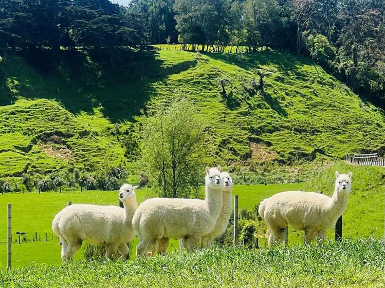 75 Heights Road Shannon_21