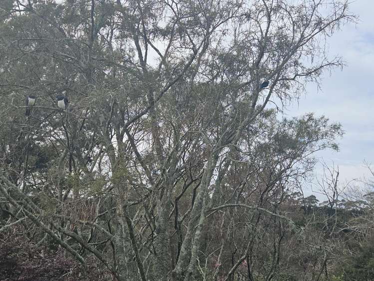 268 Ruahihi Road Omanawa_22