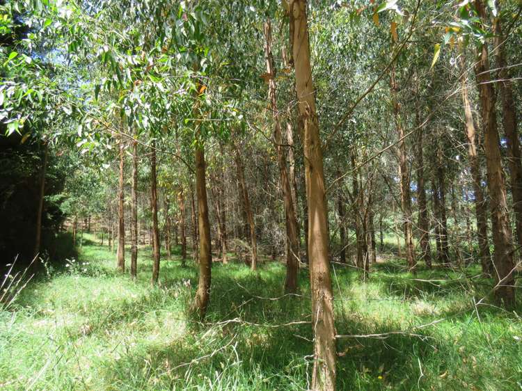 255 Awhitu Central Road Awhitu_11