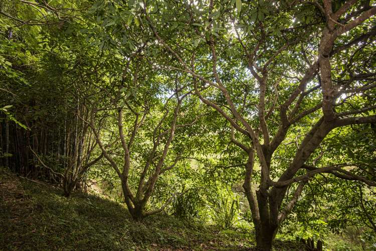 56 Colville Road Dargaville_32