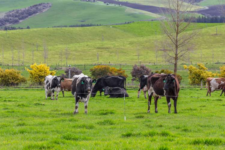 107a-E Mouse Point Road Culverden_6