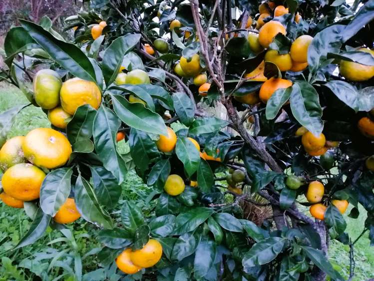 20A Valley View Lane Hakaru_34