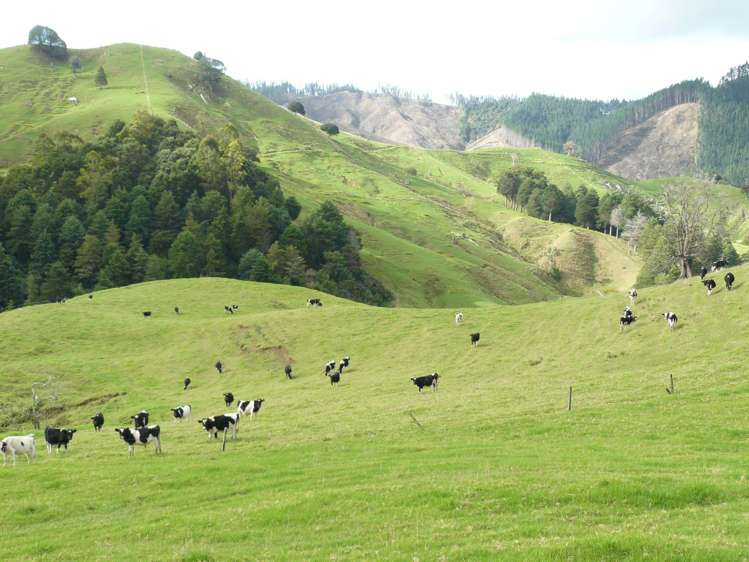 481 Moore Road Pipiwai_18