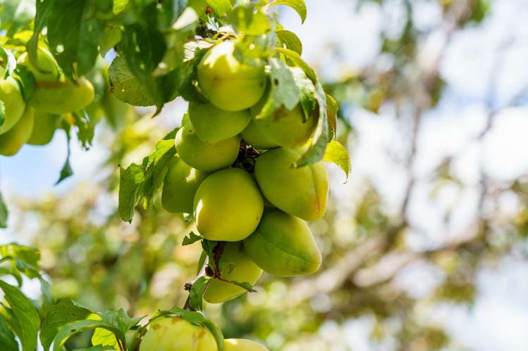 45b Pooles Road Greerton_20