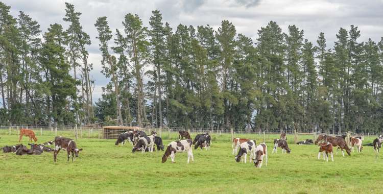 106 Rotherham Road South Culverden_11