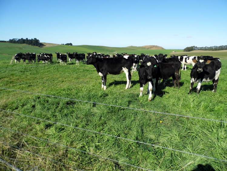 301 Whartons Road Five Forks and Surrounds_1