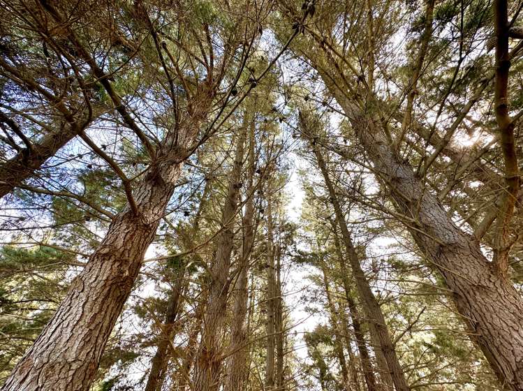 18 Loburn Kowai Road Loburn_19