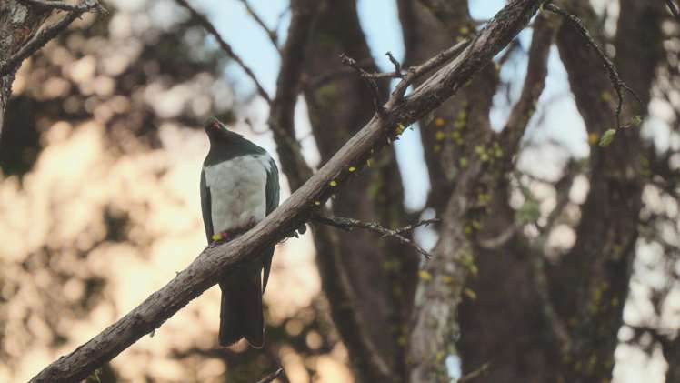 629E Tara Road Mangawhai_30