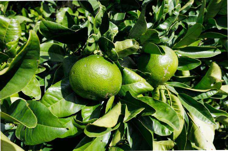 1233 Makino Road Halcombe_25