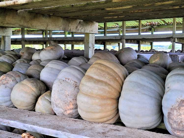 Tramline Road Ruawai_9