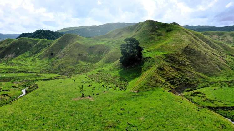 2269 Coast Road Pongaroa_15