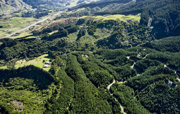 Fernhill Drive Judgeford_12