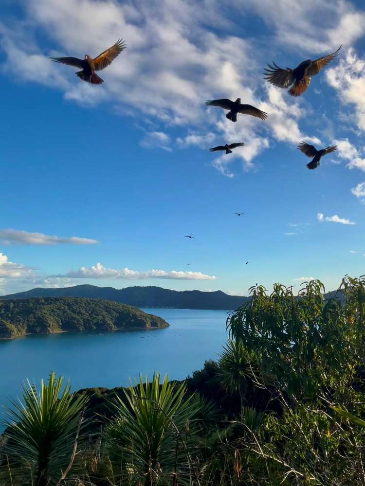 205 Kaiaraara Bay Road Great Barrier Island (Tryphena)_8