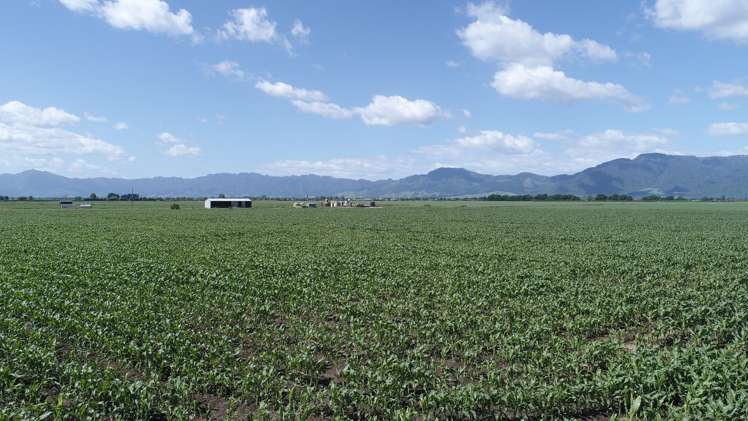 1291 Alexandra Road Waharoa_13