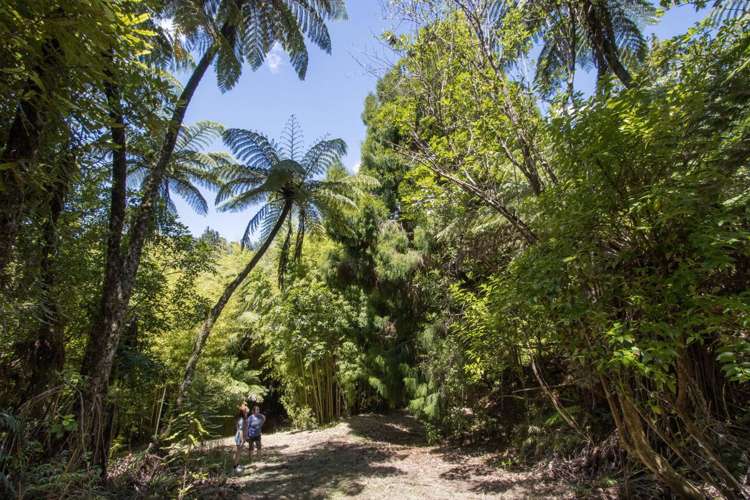 425B Lund Road Katikati_33