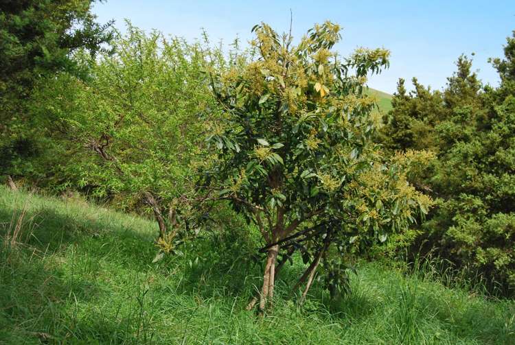 542e Oneriri Road Kaiwaka_10