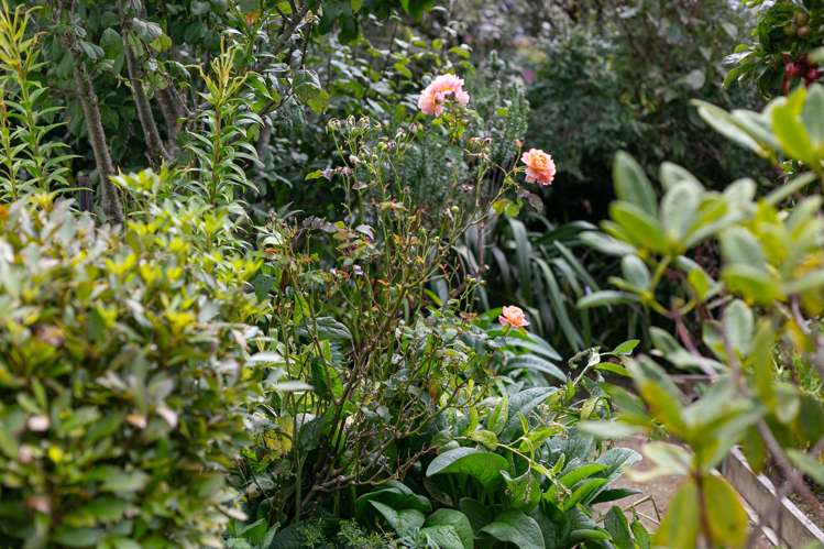 21 Hindmarsh Street Johnsonville_15