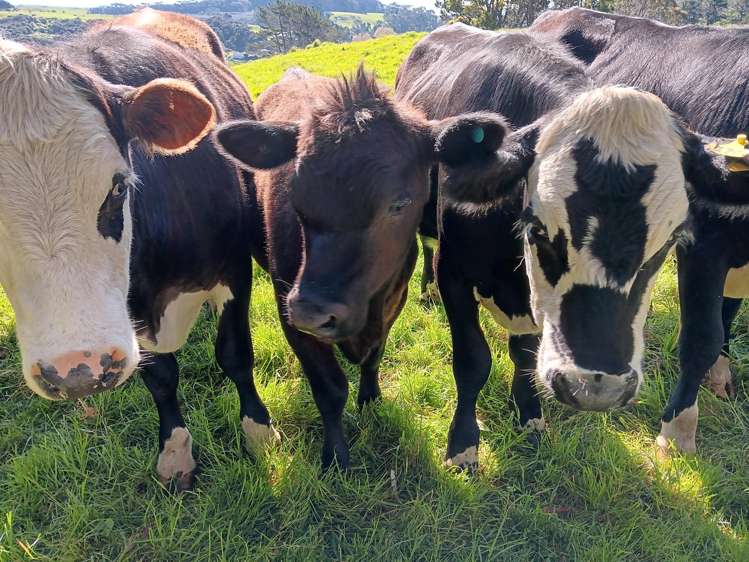 512 Kanohi Road Kaukapakapa_38