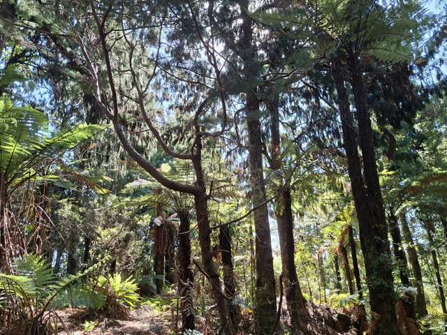 364 Virgin Flat Road Charleston_3