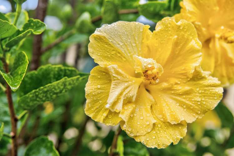 9 McMillan Avenue Te Kamo_19