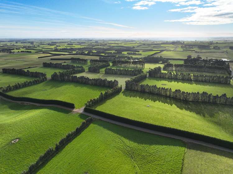 318 Waipango Ermedale Road Gummies Bush_3