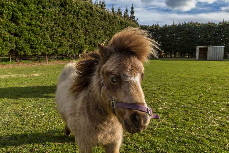 762 Maddisons Road Rolleston_22