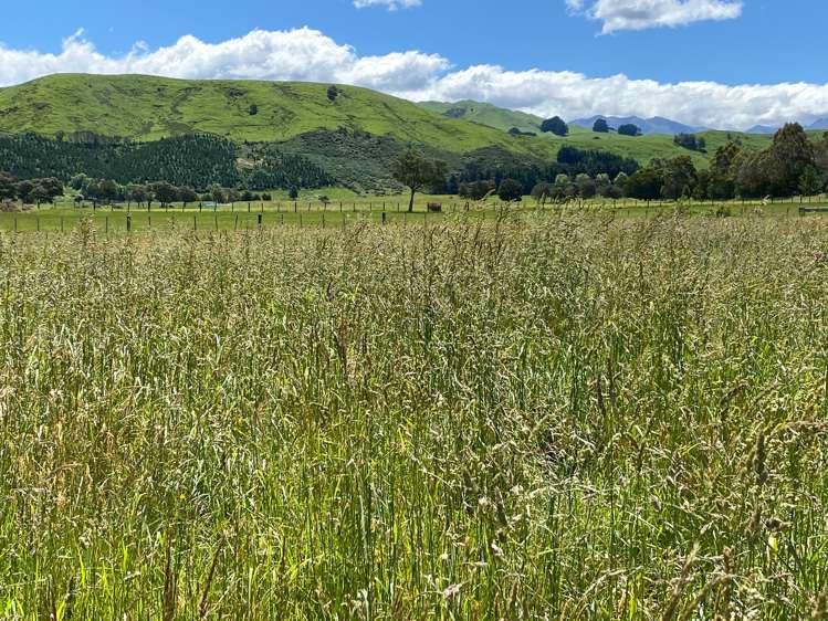 783 Chester Road Carterton_7