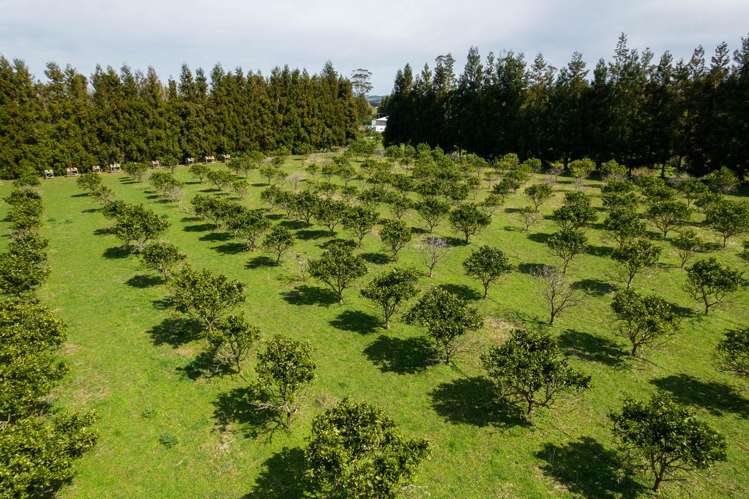 908A Te Ahu Ahu Road, Waimate North Kerikeri_20