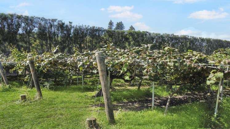 155a Gow Road Opotiki Coastal_3