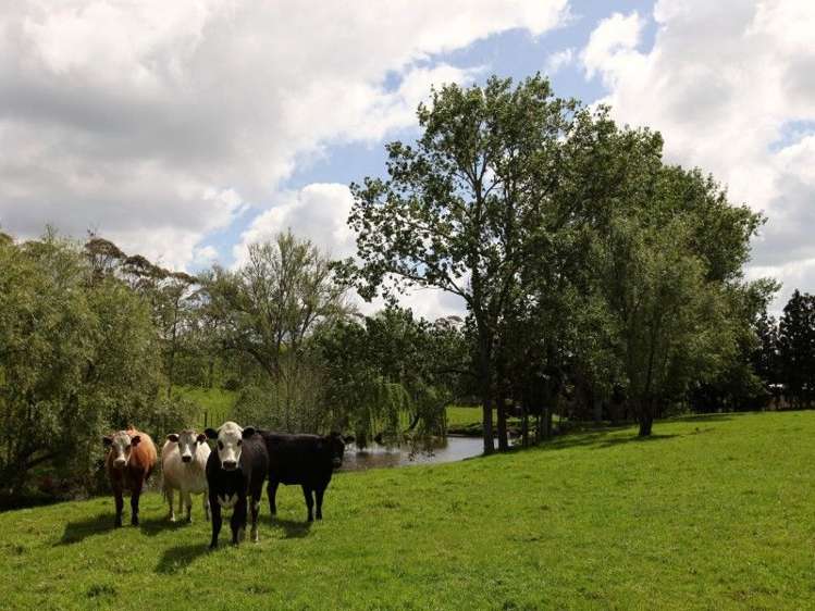 1019 Clevedon Kawakawa Road Clevedon_12