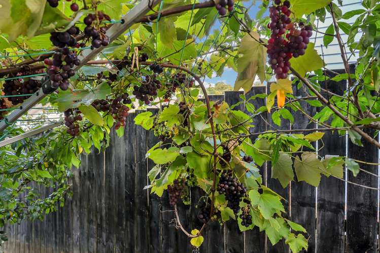 64 Mili Way South Ranui_26